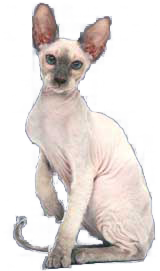 Peterbald