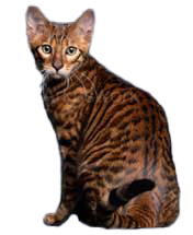Toyger