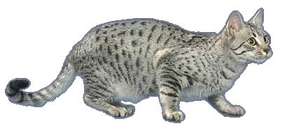 Mau Egyptien