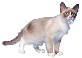 Snowshoe