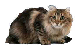 American Curl