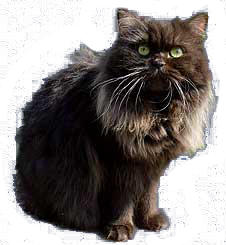 British Longhair