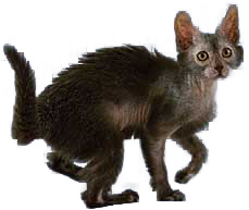 Lykoi
