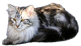 Sibérien