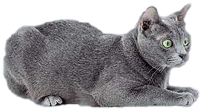 Korat