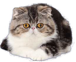 Exotic Shorthair