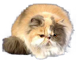 Persan