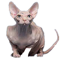 Sphynx