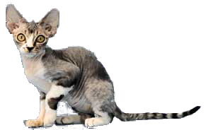 Devon Rex