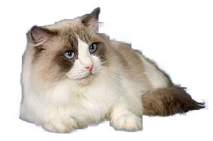 Ragdoll