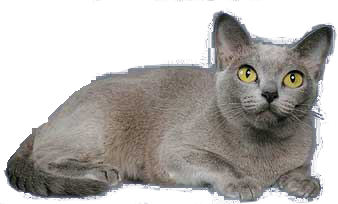 Burmese