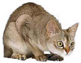 Singapura
