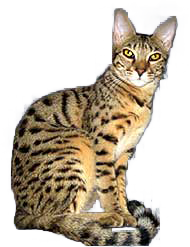 Savannah
