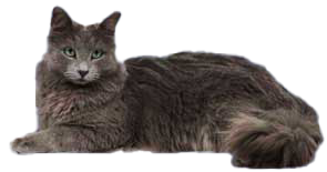 Nebelung