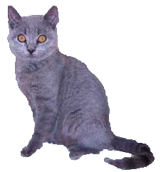 Chartreux
