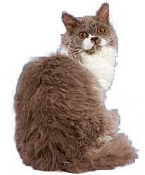 Selkirk Rex