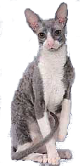 Cornish Rex