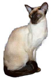 Siamois