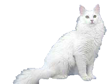 Angora Turc