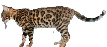 Bengal