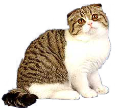 Scottish Fold