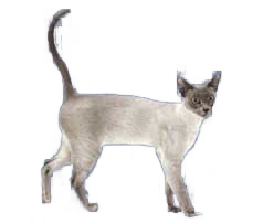 Tonkinois