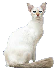 Balinais