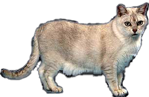 Burmilla