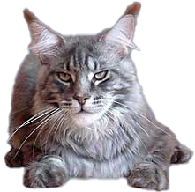 Maine Coon