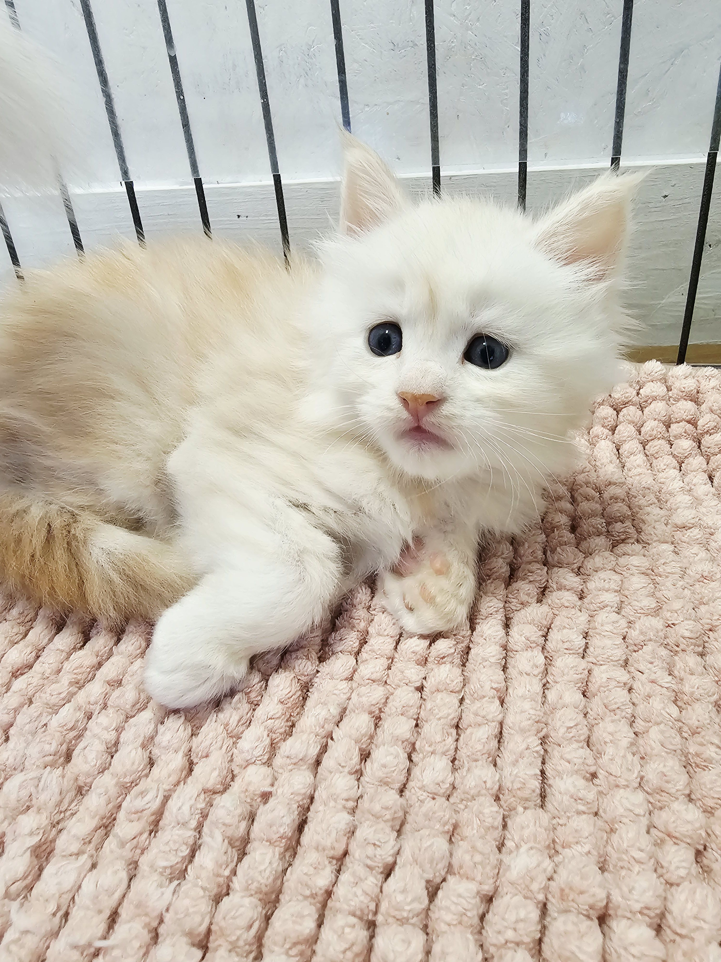 photo chaton