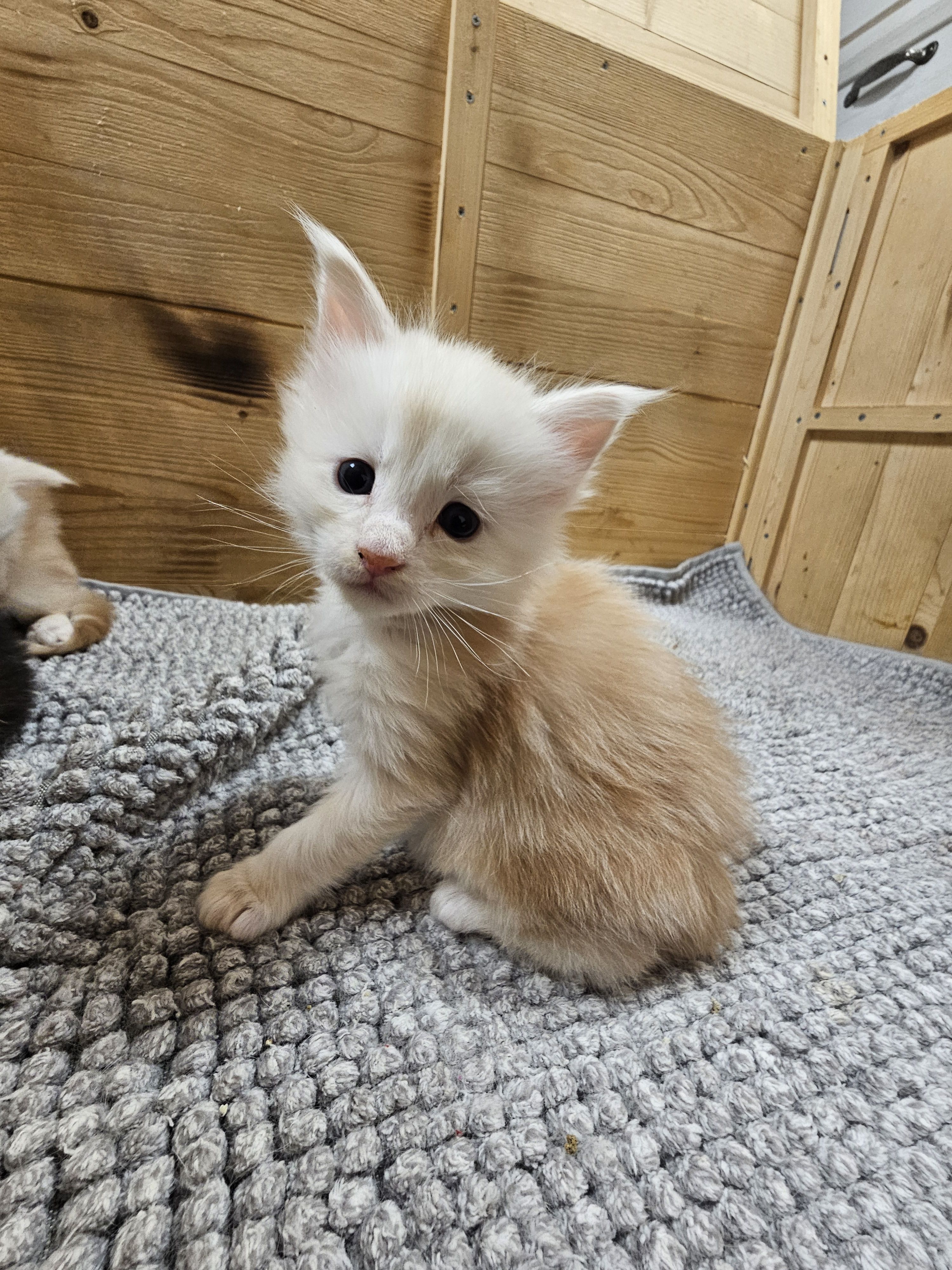 photo chaton