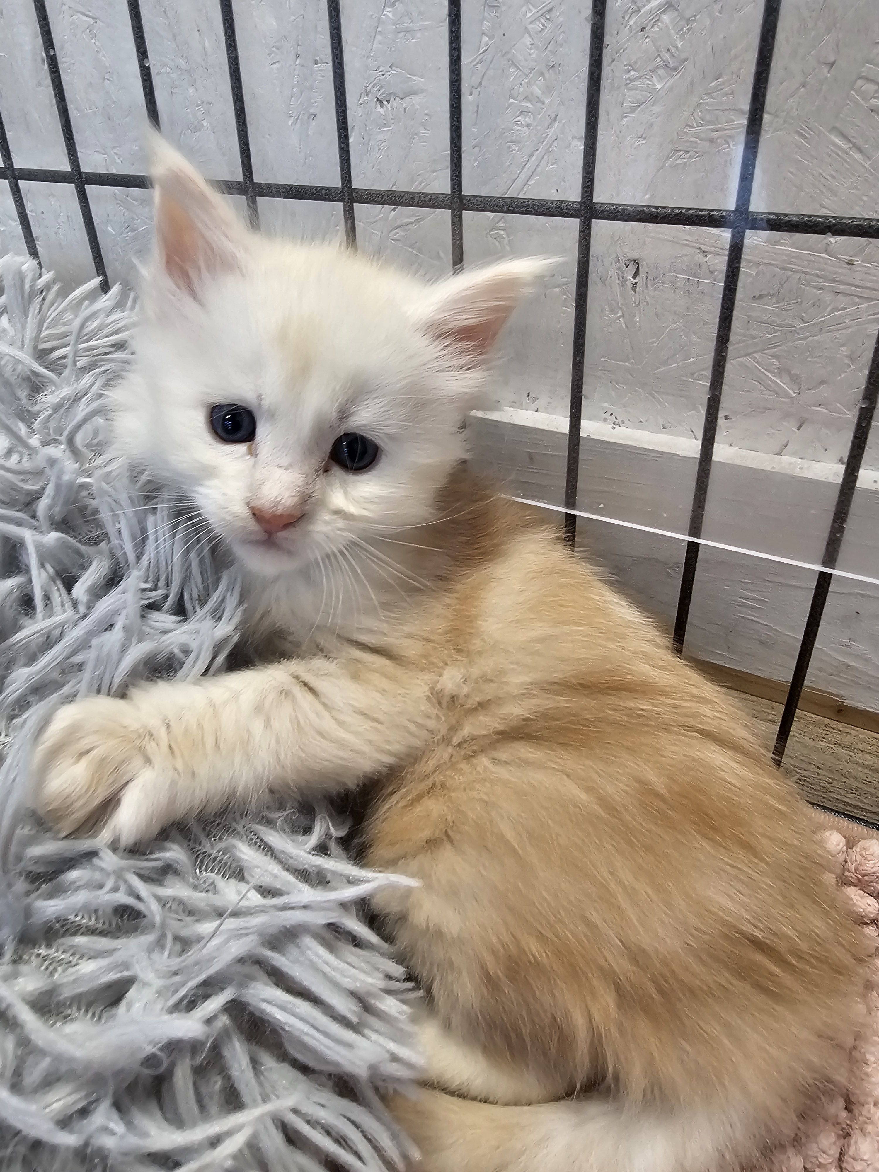 photo chaton