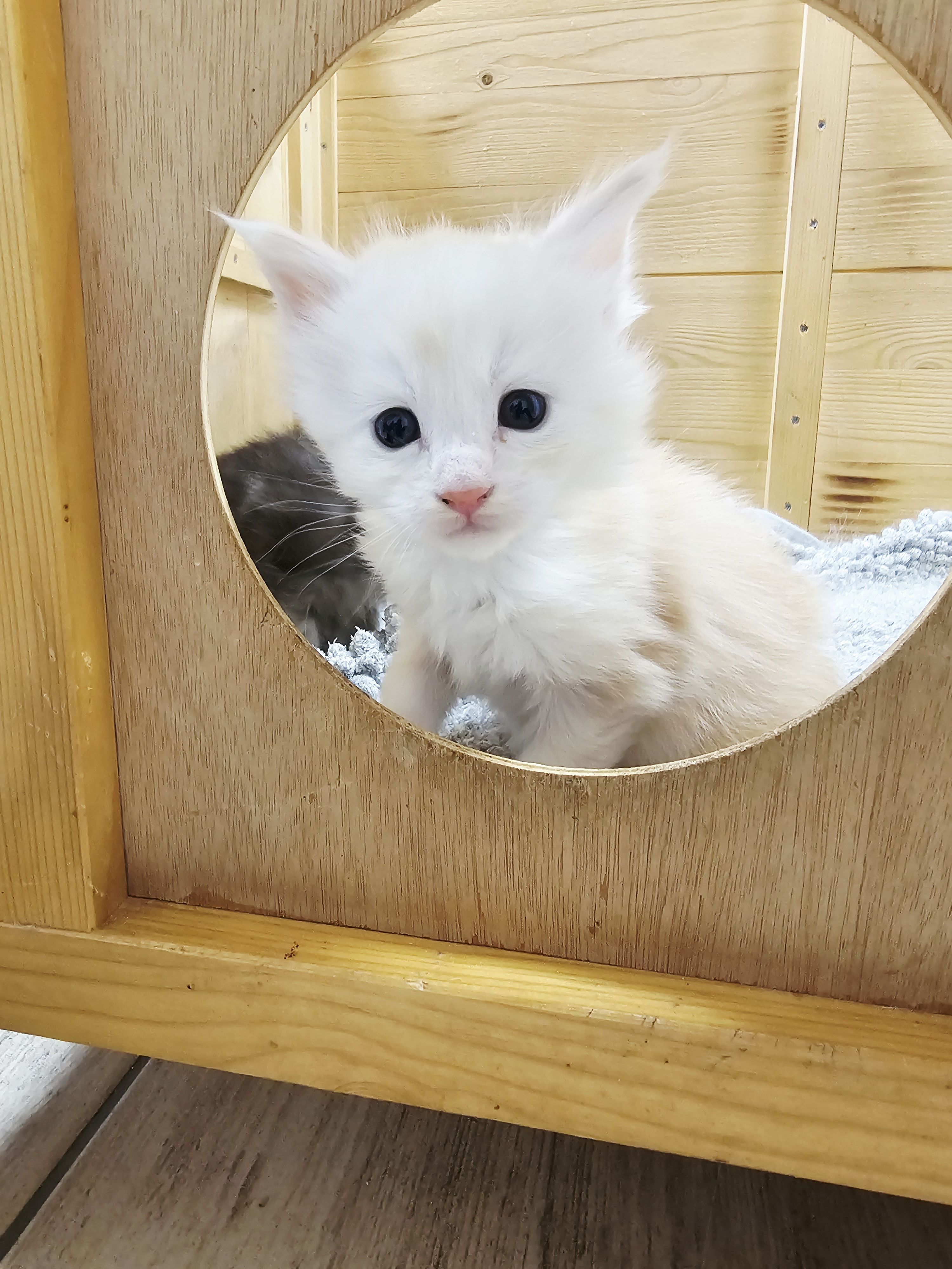 photo chaton