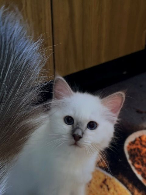 photo chaton