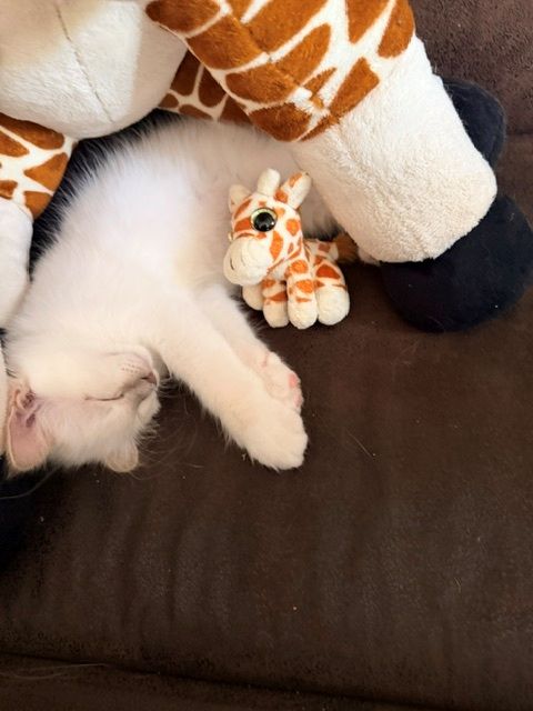 photo chaton