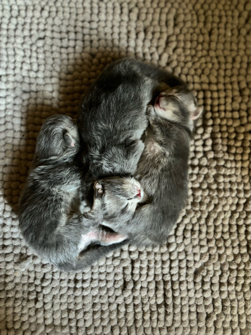 image chattons british