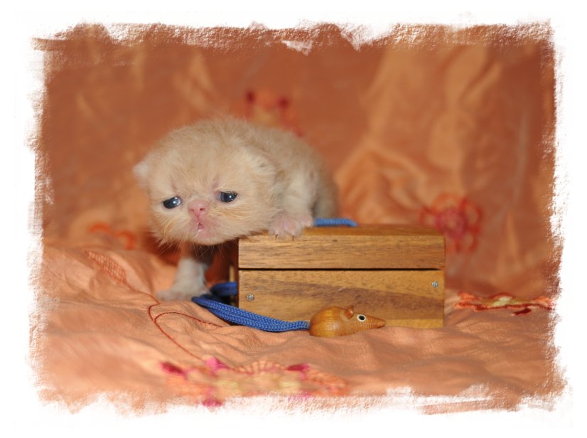 image chattons oriental