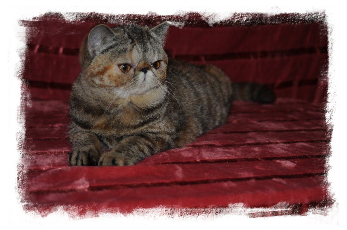 photo chaton